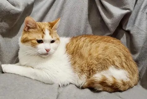 Имена рыже белых кошек