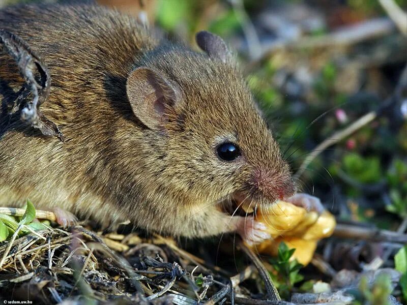 Mus мышь. Курганчиковая мышь. экологические курганчиковая мышь. mus spicilegus. курганчиковая мышь в крыму.