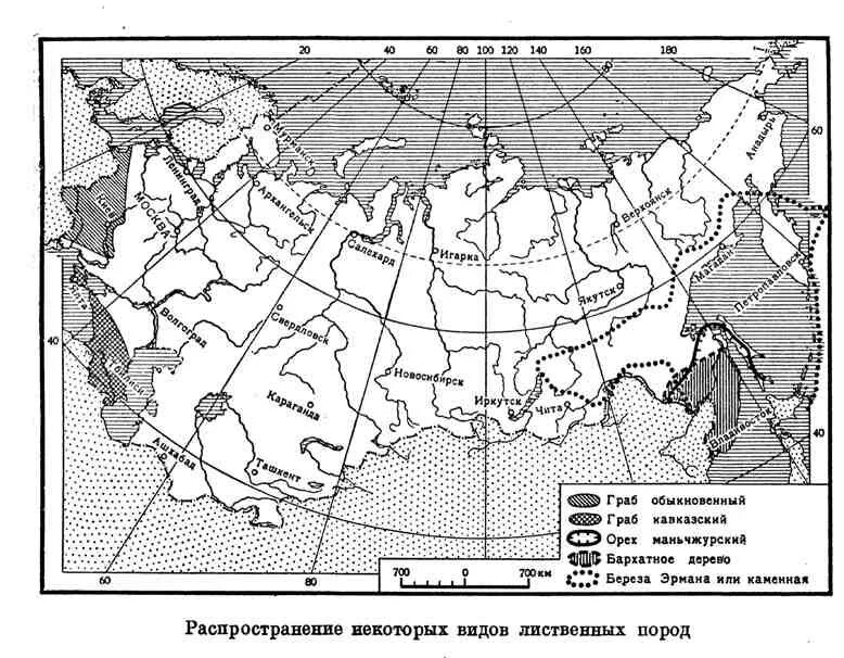 Лиственница сибирская ареал. Ареал березы Эрмана. Пихта ареал распространения. Ареал произрастания граба обыкновенного. Граб ареал произрастания в России.