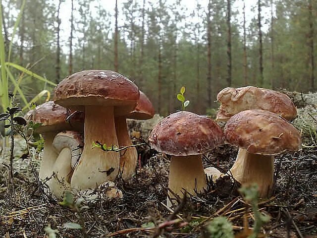 Грибы большими полянами. Грибная Поляна белых белых грибов. Поляна белых грибов. Большая Поляна с белыми грибами. Огромная Поляна белых грибов.