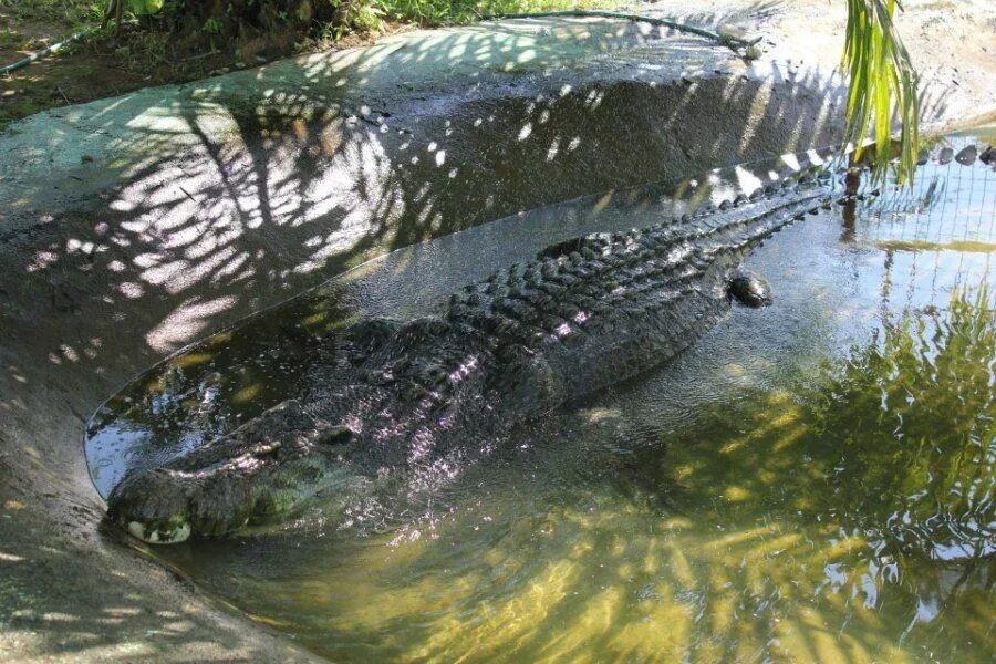 Лолонг. Гребнистый крокодил Лолонг. Филиппинский крокодил Лолонг. Парк крокодилов в Малаге. Фото крокодила Лолонга.