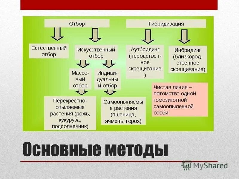 Какую задачу в первую очередь ориентирована селекция. Какую задачу в первую очередь ориентирована селекция. Задачи современной селекции. Какую задачу в первую очередь ориентирована селекция. Предмет задачи и методы селекции.