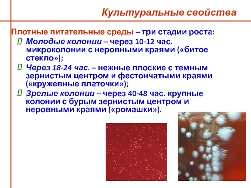 Рост на плотных питательных средах