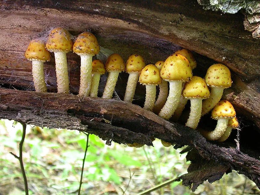 Грибы разрушители древесины. Гриб mycena interrupta. Грибы разрушители древесины. Грибы разрушители древесины. Грибы царство живой природы.
