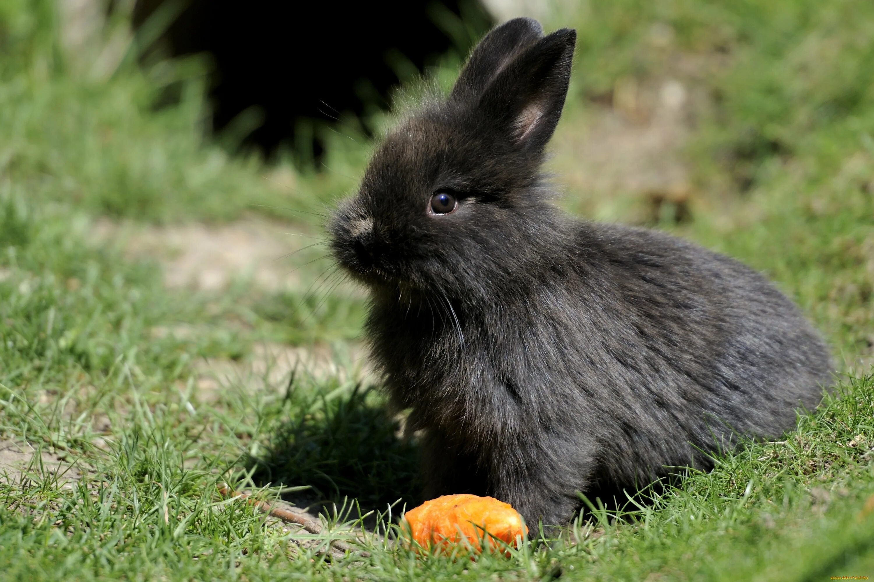 Black rabbit