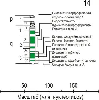 14 хромосома