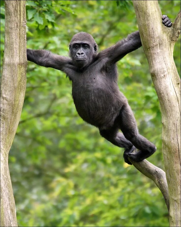 Шимпанзе. Мускулистая обезьяна. Обезьяна на ветке. Накаченная обезьяна.