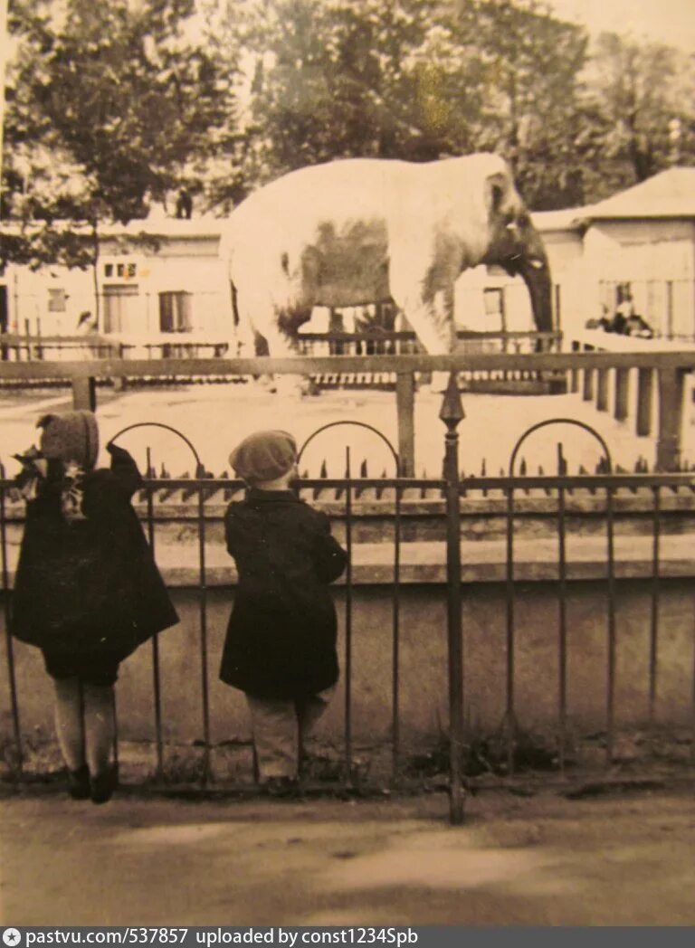 Московский зоопарк 1941. Ленинградский зоопарк слониха Бетти. Ленинградский зоопарк в блокаду. Слониха Бетти блокадный Ленинград. Кем организован московский зоосад в 19 веке