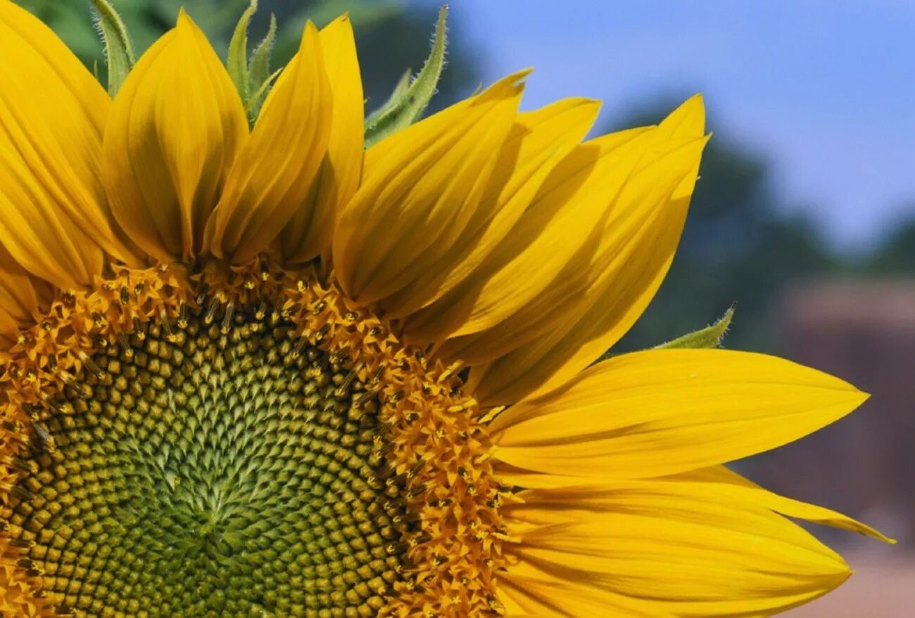 Почему цветы разных цветов. Почему цветы имеют яркую окраску. Фотографии цветковых растений. Цветки имеют яркую окраску со слат. Яркие разноцветные цветы.