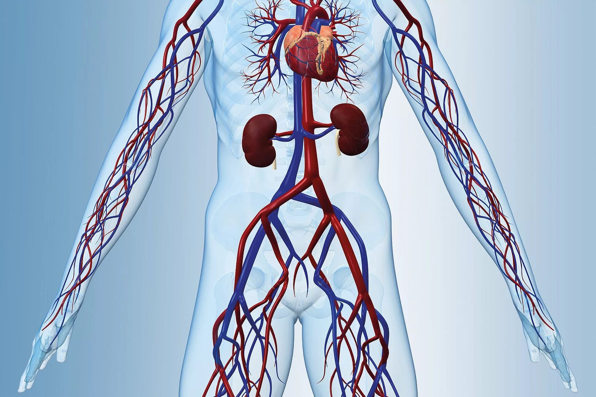 Нарушения кровеносных сосудов. Система кровообращения венозная система. Система кровообращения человека кровеносные сосуды. Вена кровеносный сосуд. Система кровообращения артериальная система.
