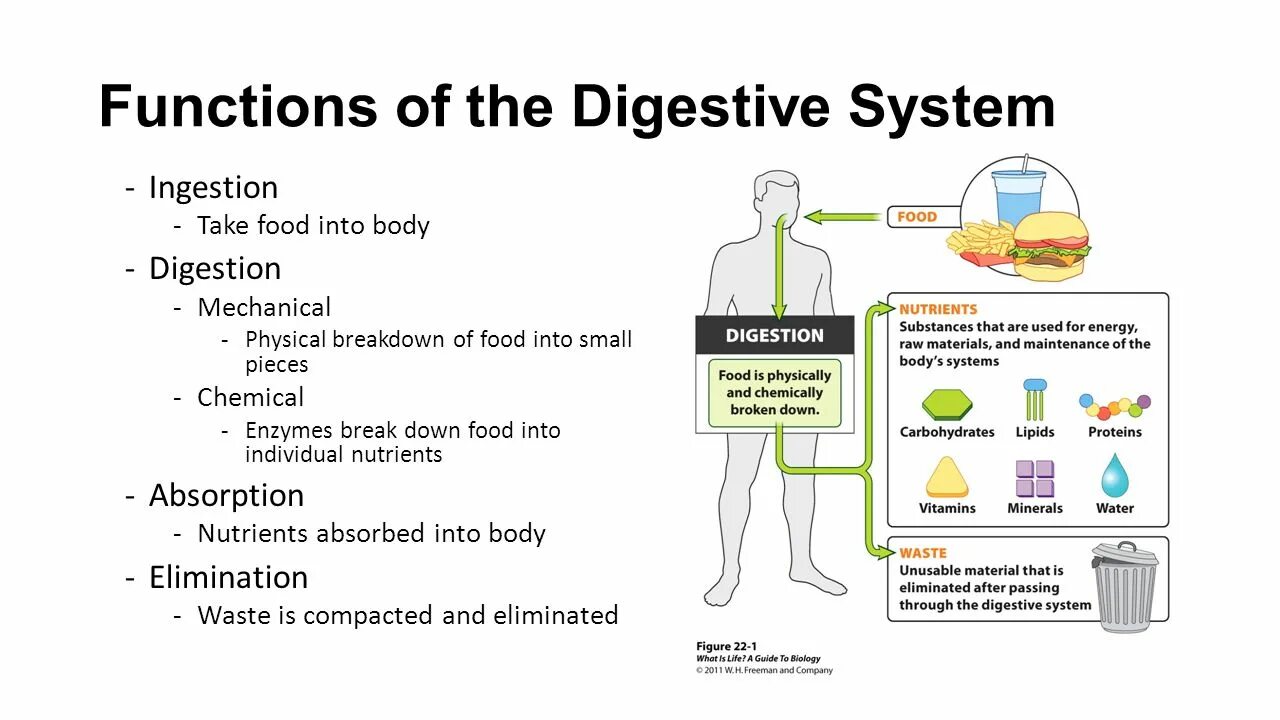 Digestive System functions. Функция Digestive System. Function of digestion. The function of the Digestive System is.