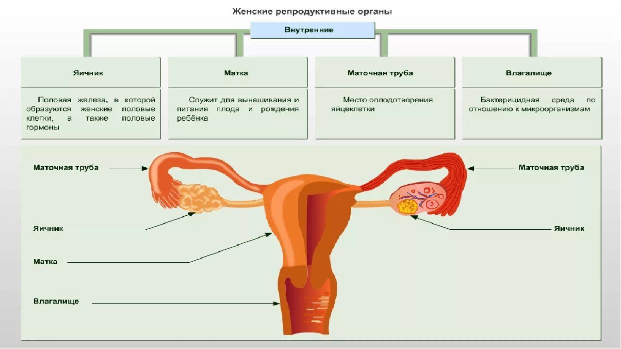 Наружные и внутренние половые органы женской репродуктивной системы. Строение и функции органов репродукции женщины. Женская репродуктивная система анатомия половых органов. Строение и функции женской репродуктивной системы. Биология женские органы