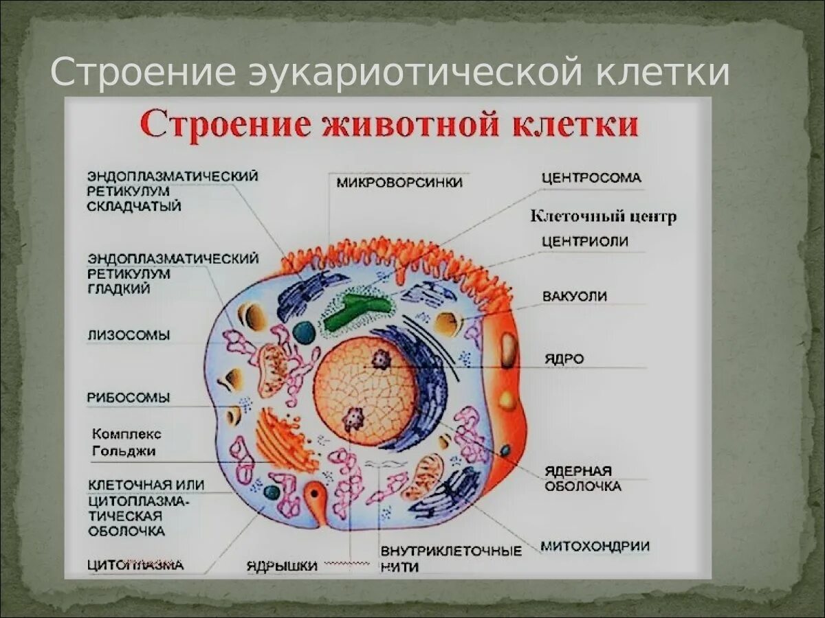 Кто-то съел описание, может даже кот.