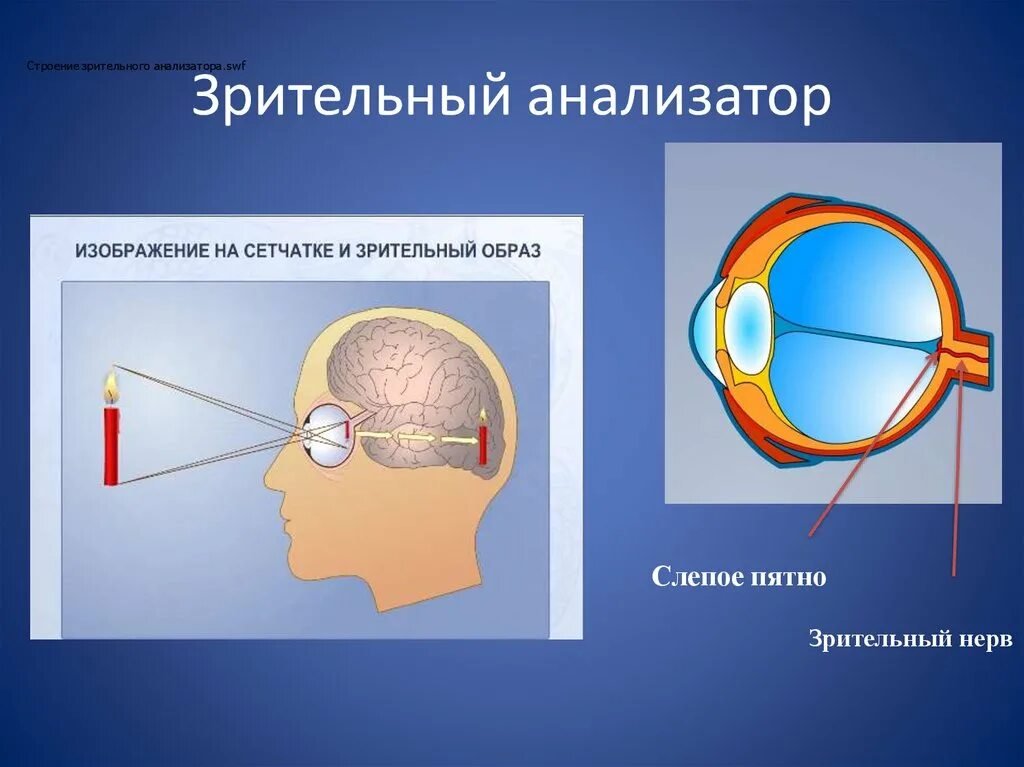 Тест 24 органы чувств зрительный анализатор. Внутреннее строение зрительного анализатора. Глазной анализатор анатомия. Строение зрительного анализатора оболочки. Строение органов зрения и зрительного анализатора схема.