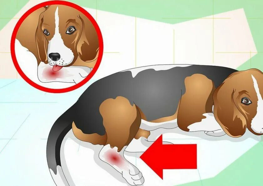 Чем обработать лапу собаке. Закрытая травма у собаки.