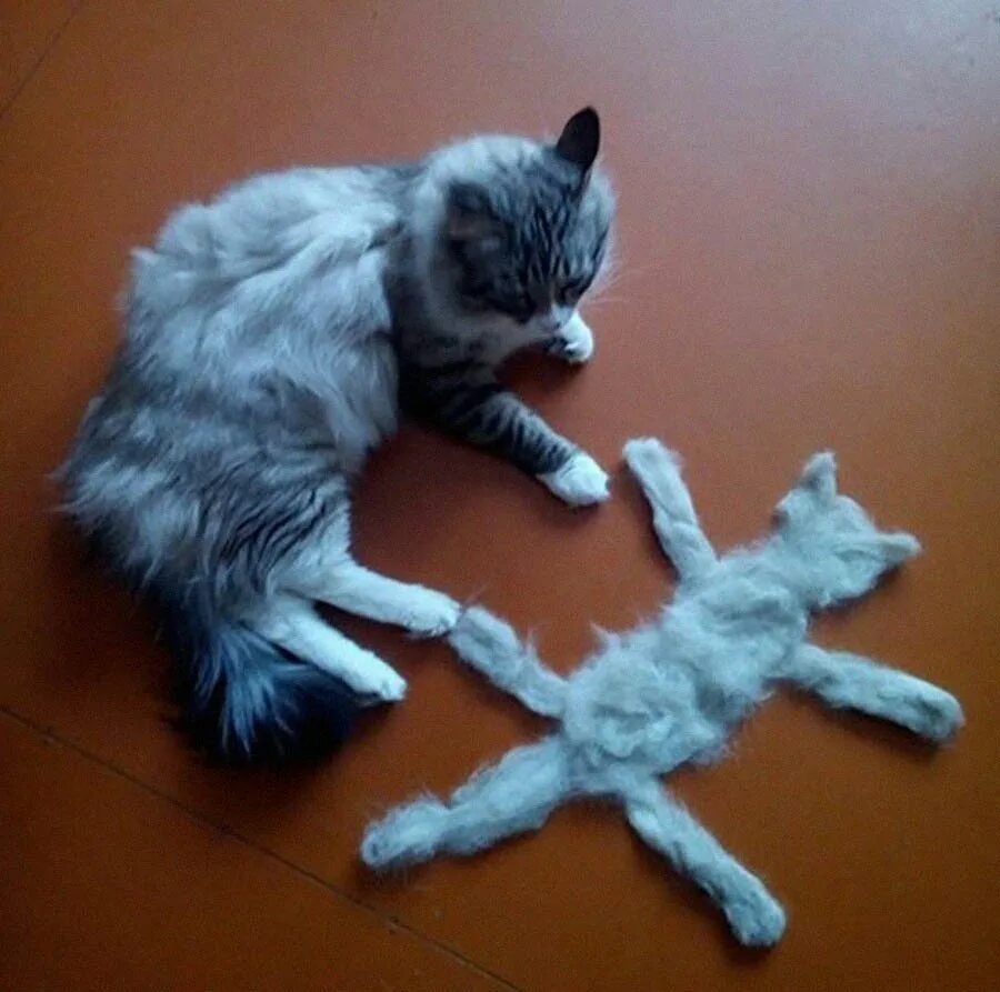 Кот линяет летом что делать. Линька у кошек. шерсть кота. кот из кошачьей шерсти. вычесать кота.