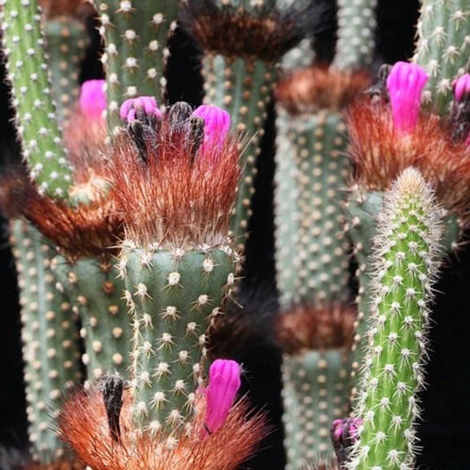 Cactus 10. Setiechinopsis Mirabilis. Arrojadoa rhodantha (Аррохадоа. Змеевидный Кактус. Род кактуса.