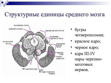 Нейроны среднего мозга