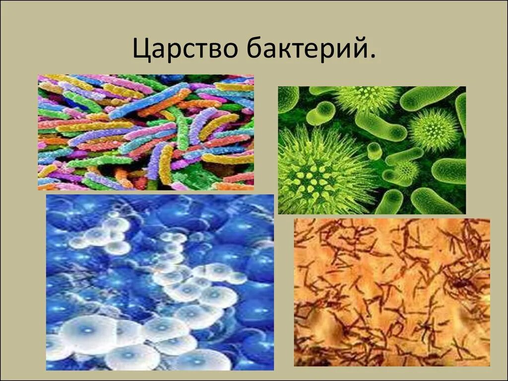 Царство бактерий примеры. Царство бактерий. Царства микроорганизмов. Представители царства ба. Многообразие бактерий.