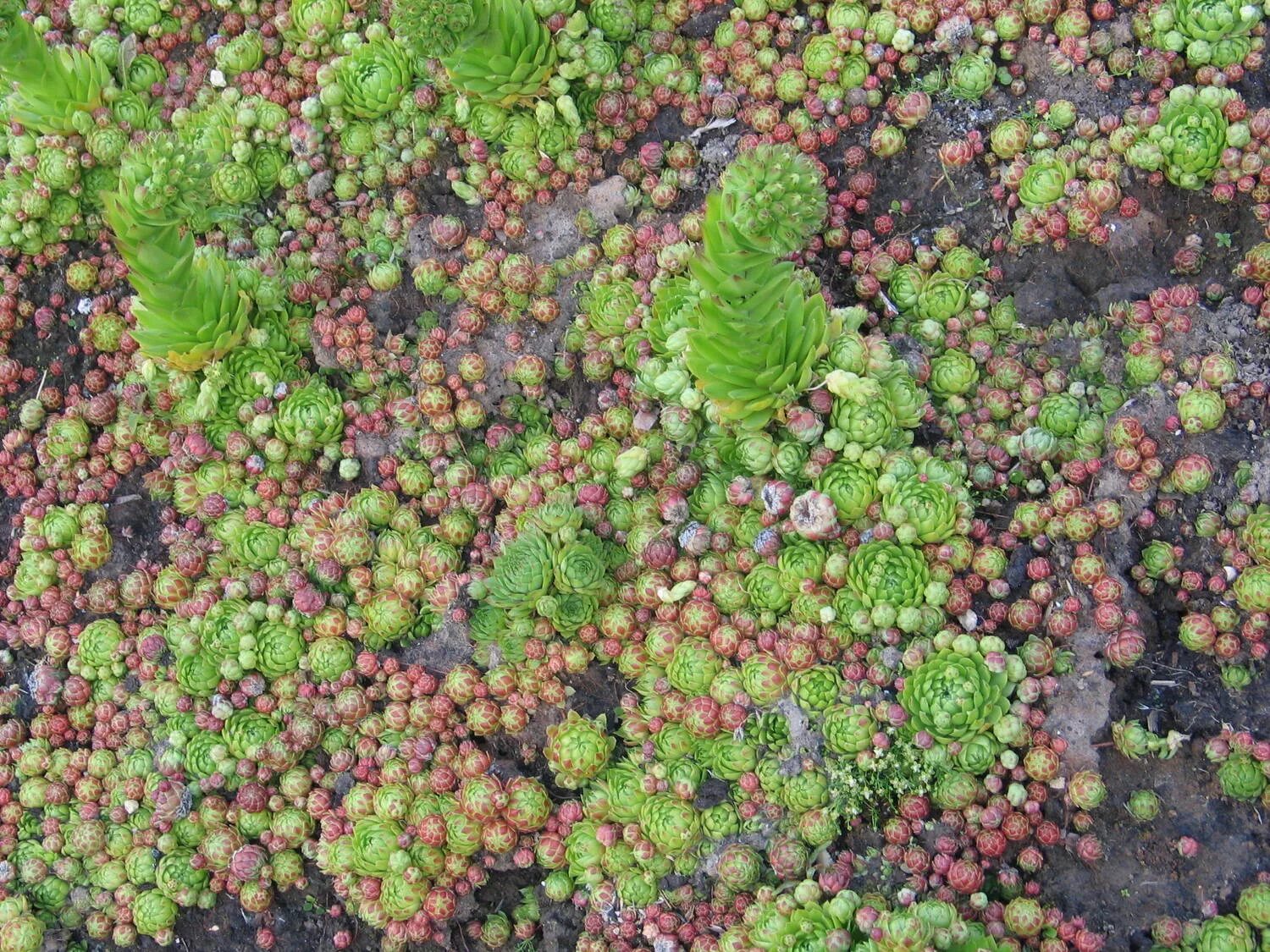 Молодило выращивание. Молодило Силберкарнеол. Молодило Sempervivum Silberkarneol. Молодило коммандер Хей. Молодило черепаха.