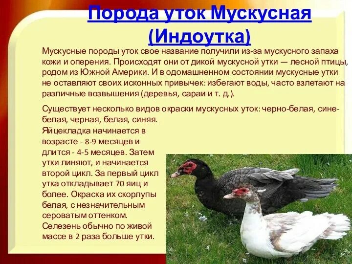 Дикие мускусные утки. Породы мускусных уток. Индоутки. Индоутка ~ 2кг.