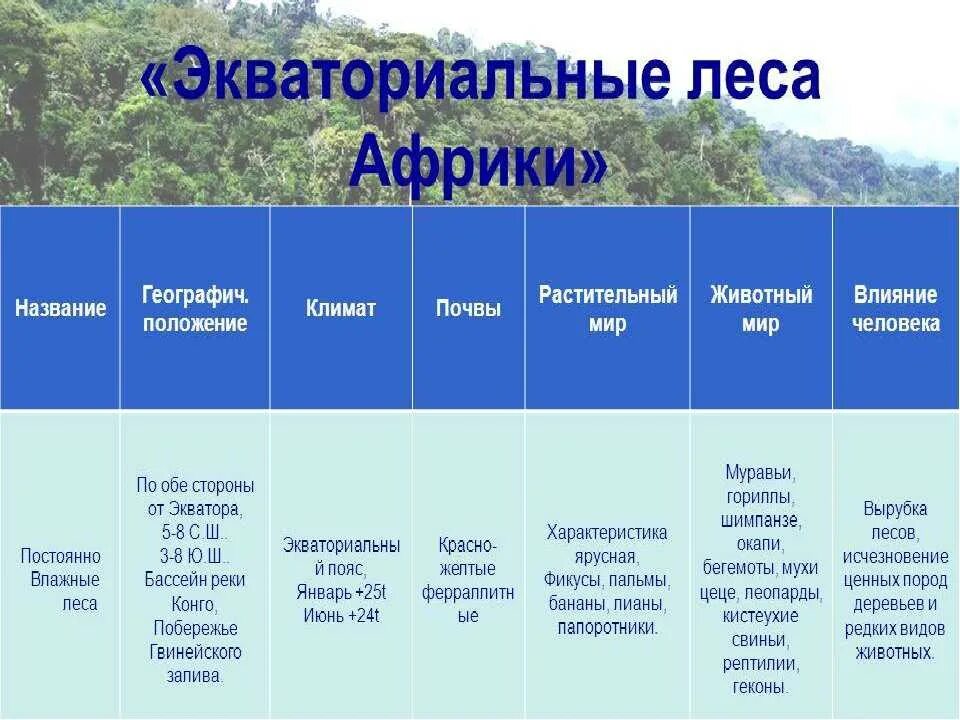 Природные зоны Африки таблица 7 класс влажные экваториальные леса. Животные природных зон Южной Америки таблица. Природные зоны Южной Америки таблица 7 географическое положение. Таблица природные зоны Южной Америки таблица. Климатический пояс жестколистных лесов