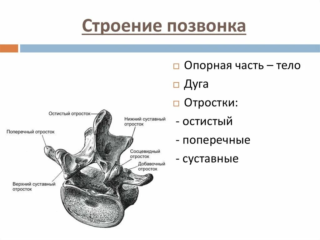 Строение позвонка рисунок. Схема строения позвонка. Строение позвонков анатомия. Строение позвонка (основные данные о грудном позвонке).. Строение позвонка части и отростки.