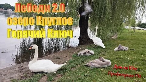 Карта лебеди краснодарский край