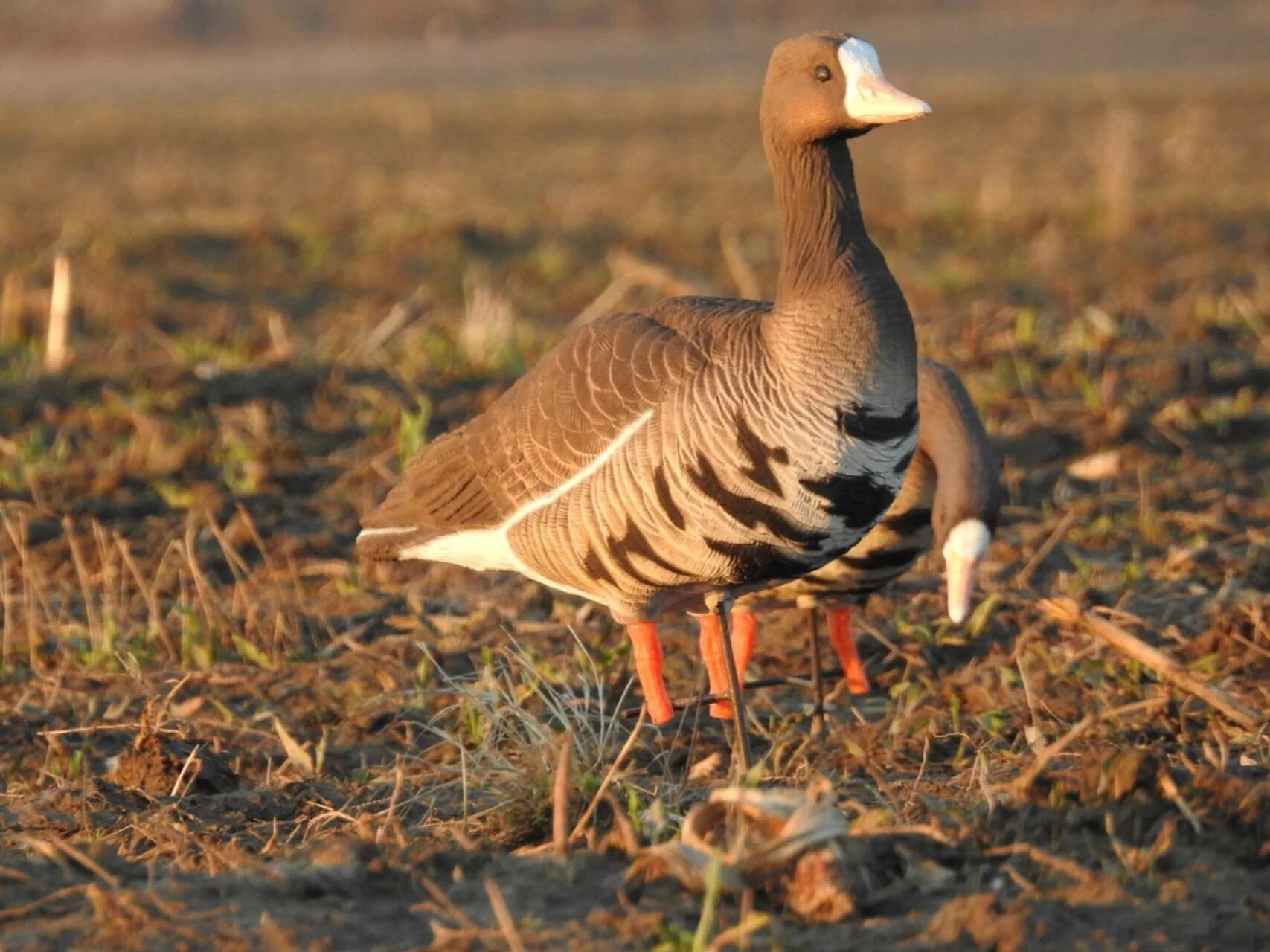 Greylag Goose Geese Nature - Free photo on Pixabay Poster design tutorials, Anim