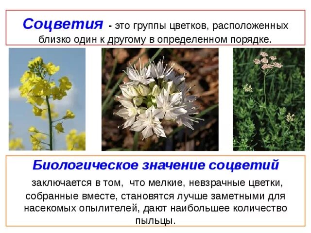 Биологическое значение соцветий состоит в том что. Роль соцветий. биологическая роль соцветий. биологическая роль соцветий 6 класс. соцветия их роль.