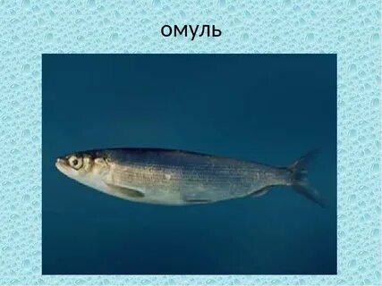 Байкальский омуль среда обитания