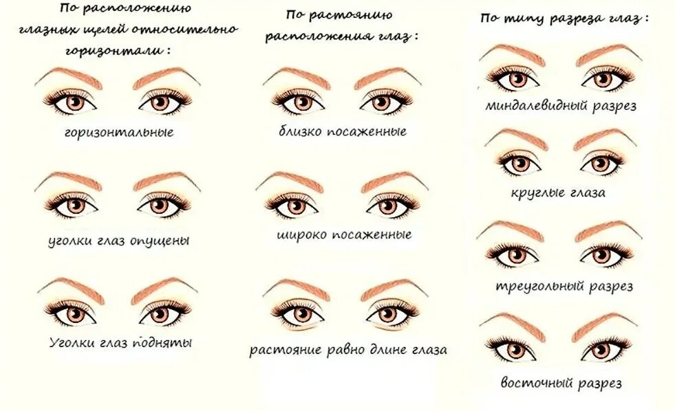 Миндалевидные глаза формы глаз. Щелевидная форма глаз схема. Как определить Тип глаз. Разрез глаза виды. Поддерживает форму глаза