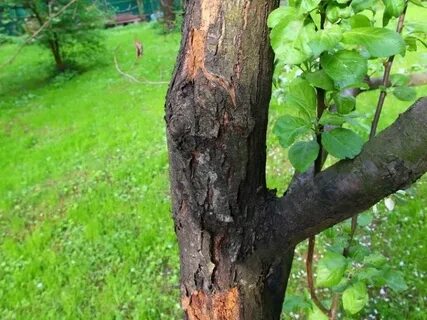 Выходили яблони