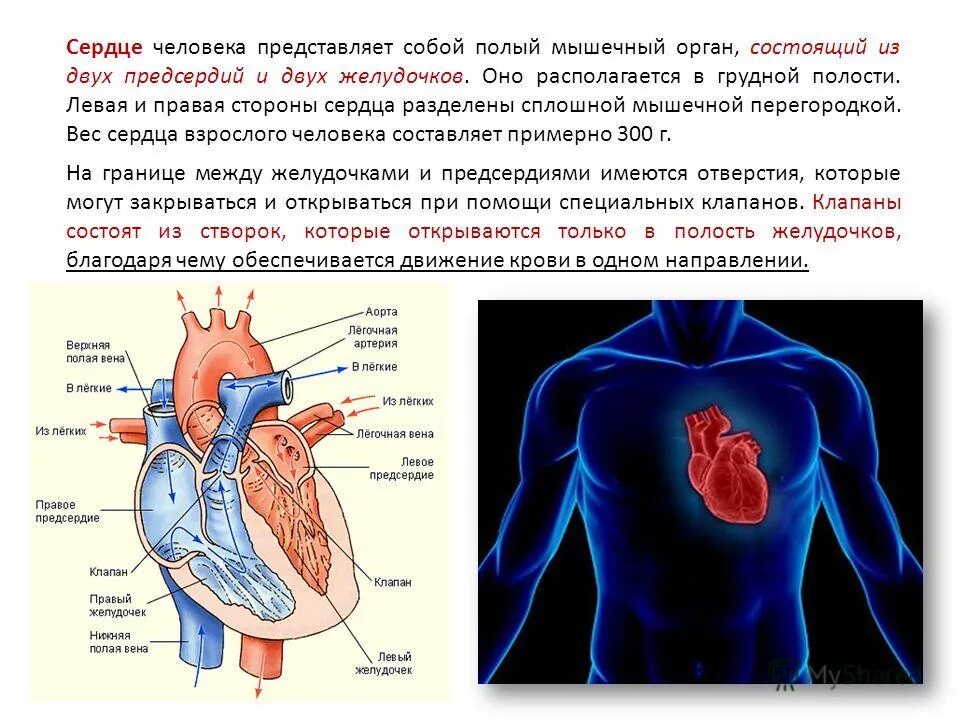 Какая кровь содержится в левой части сердца. Расположение сердца у человека. Сердце человека расположено. Gde naxoditsa serdca.