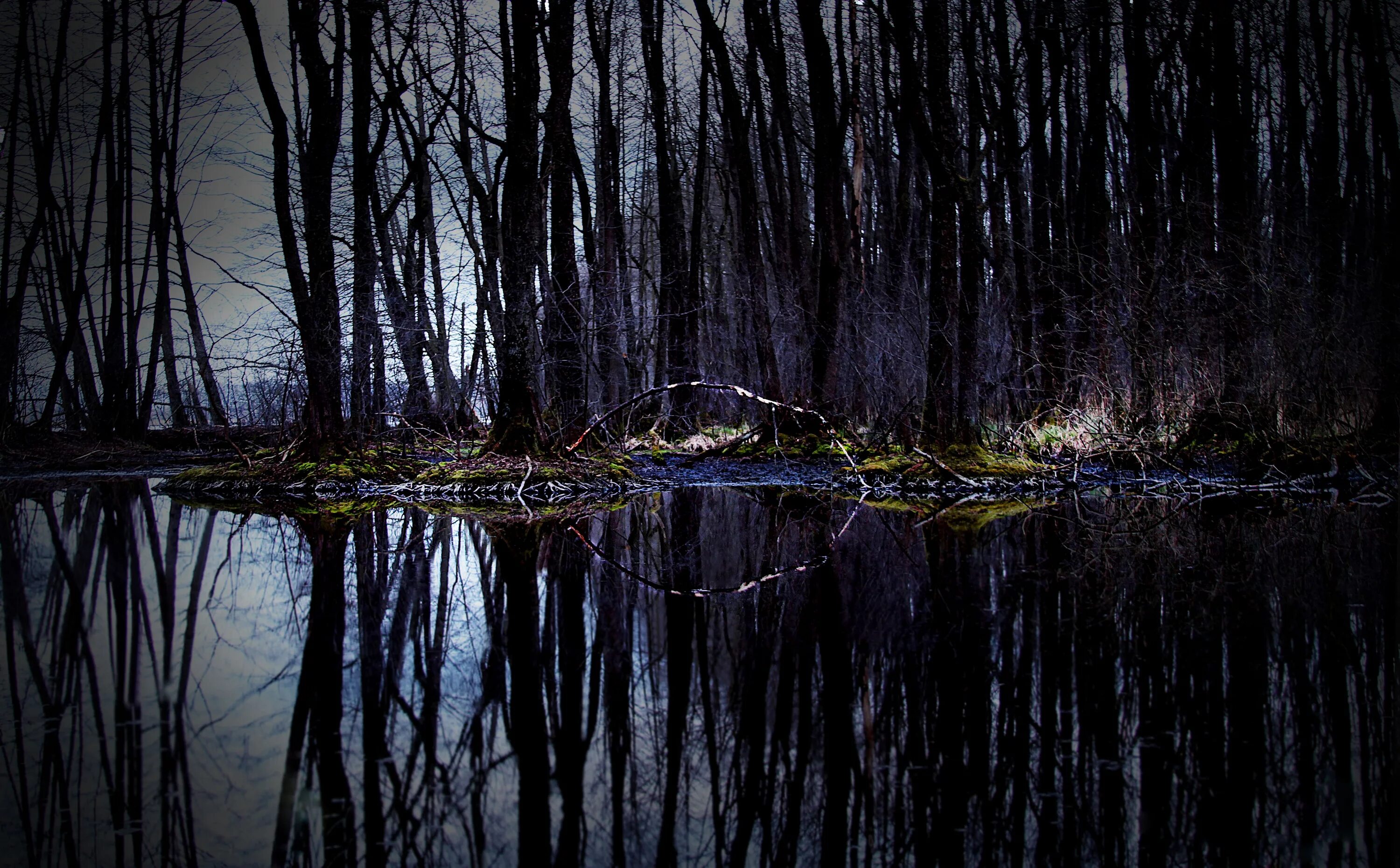 Окно болота. Ночное болото. Болото ночью. Мрачное болото. Темное болото.