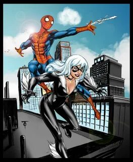 Black cat spider