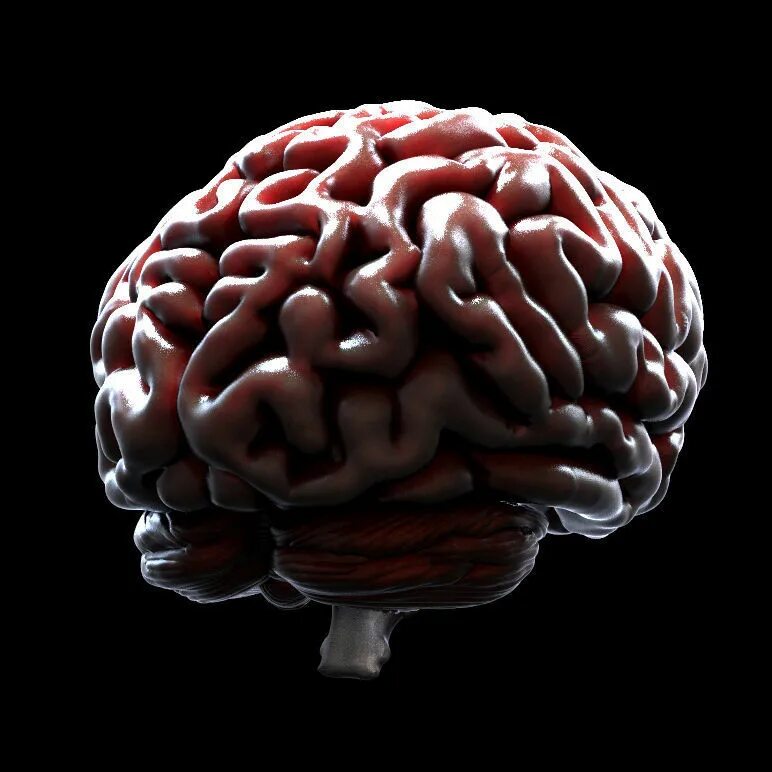 Brain model. Модель мозга. Модель головного мозга.