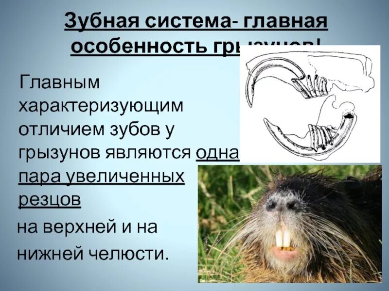 Наиболее развитые резцы можно обнаружить у млекопитающих. Зубная система грызунов. Строение зубов грызунов.