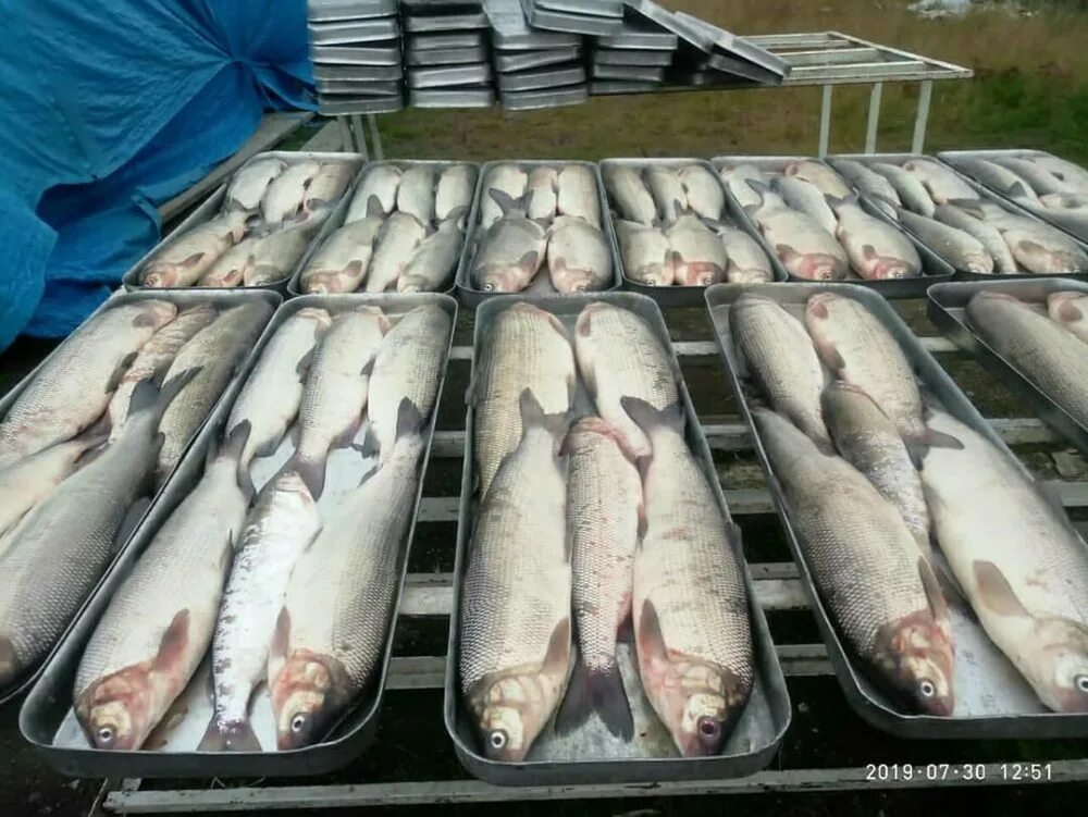 Якут рыба. Рыбы Якутии. Якутская рыба. Рыбное хозяйство Якутии. Якутская Северная рыба.