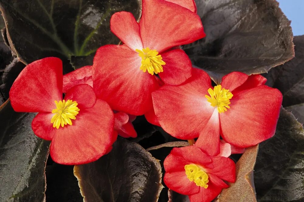 Бегония бенариенсис. Бегония вечноцветущая микс. Бегония вечноцветущая сенатор f1. Бегония вечноцветущая бронзоволистная. Бегония фиона вечноцветущая.