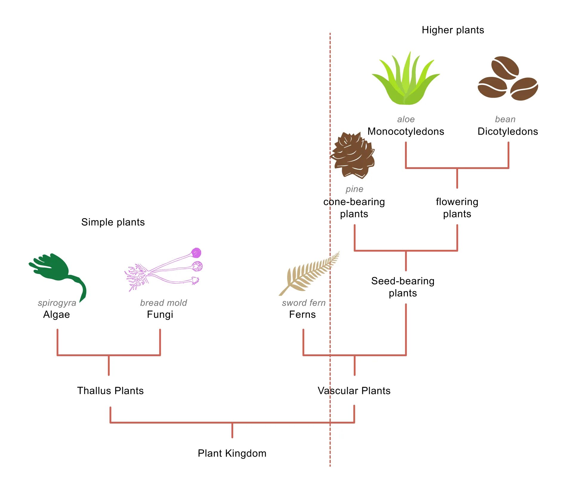 Higher Plants. Classification of Plants. Plant scheme. Bearer Plants. Lower plants