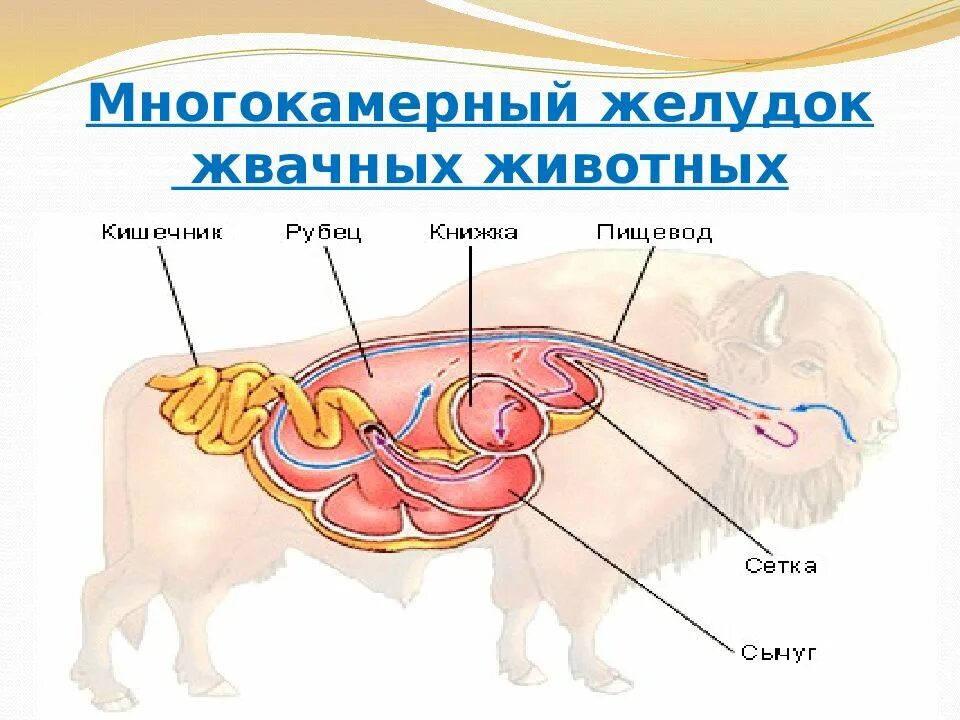 Строение многокамерного желудка жвачных. Строение пищеварительной системы жвачных животных. Пищеварительная система парнокопытных жвачных животных. Строение многокамерного желудка жвачных млекопитающих.