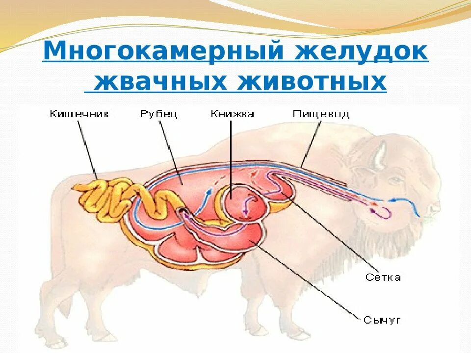 Строение желудков животных. Строение многокамерного желудка жвачных. Строение пищеварительной системы жвачных животных. Пищеварительная система парнокопытных жвачных животных. Строение многокамерного желудка жвачных млекопитающих.