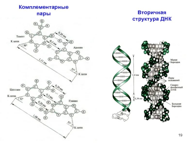 Какого структура днк. Первичная структура молекулы ДНК. Первичная вторичная и третичная структура ДНК. Третичная структура ДНК строение. 2) Первичная структура ДНК.