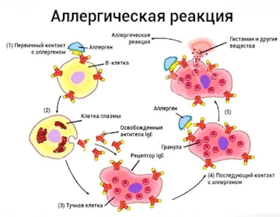 Гистамин клетки