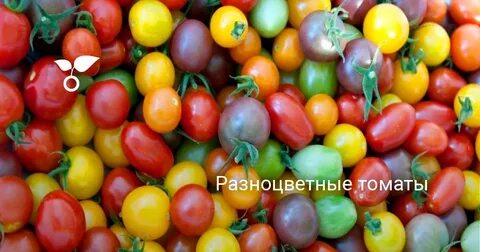 Море помидоров