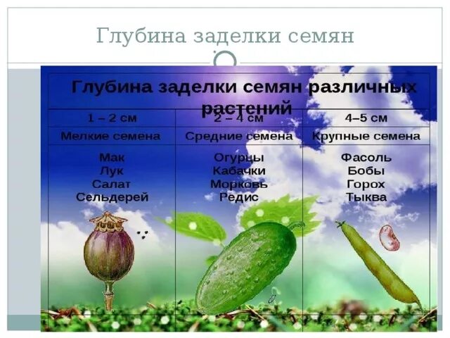 Температура прорастания семян огурцов. Глубина заделки семян различных растений. Глубина заделки семян. Глубина заделки семян биология. Условия прорастания семян.