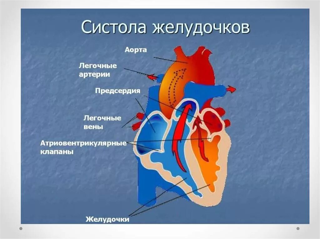 Физиология сердца систола желудочков. Атриовентрикулярные клапаны и полулунные клапаны. Строение сердца атриовентрикулярный клапан. Клапаны сердца атриовентрикулярный полулунный.