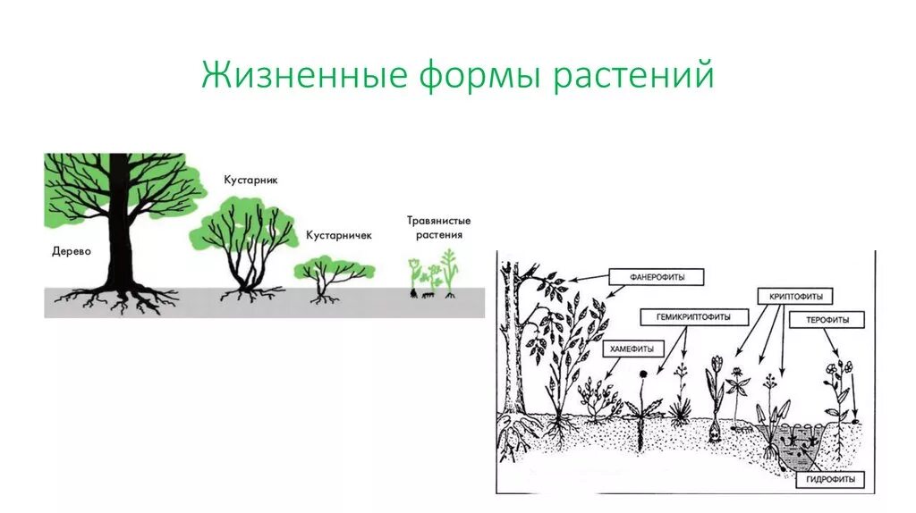 Основные жизненные формы деревья и кустарники