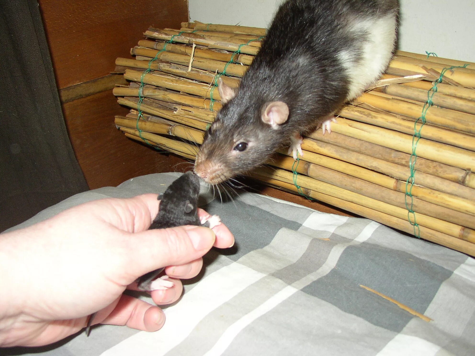 Много мышей. Дикая крыса альбинос. Крыса во сне к чему снится. Приснилась огромная крыса. Сонник-толкование снов к чему снится крыса.